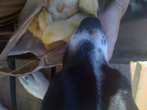 Ruby Doesn't Care Ruby is bored with baby chicks