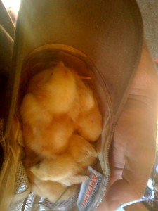 Yep, chicks in a hat. Small chickens in my hat.